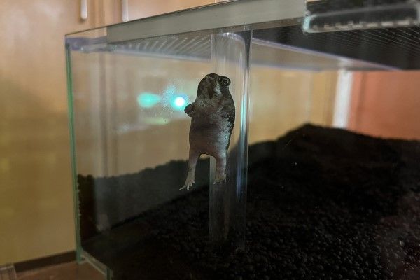 ▲這天飼主驚見饅頭蛙「豆沙（あんこくん）」竟然漂浮在半空中！（圖／twitter帳號Uchino_hachu）