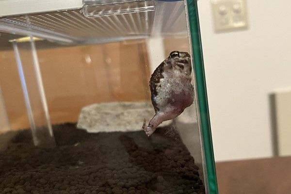 ▲原來是豆沙利用兩腿撐在轉角的牆壁上，好厲害的腿力啊！（圖／twitter帳號Uchino_hachu）