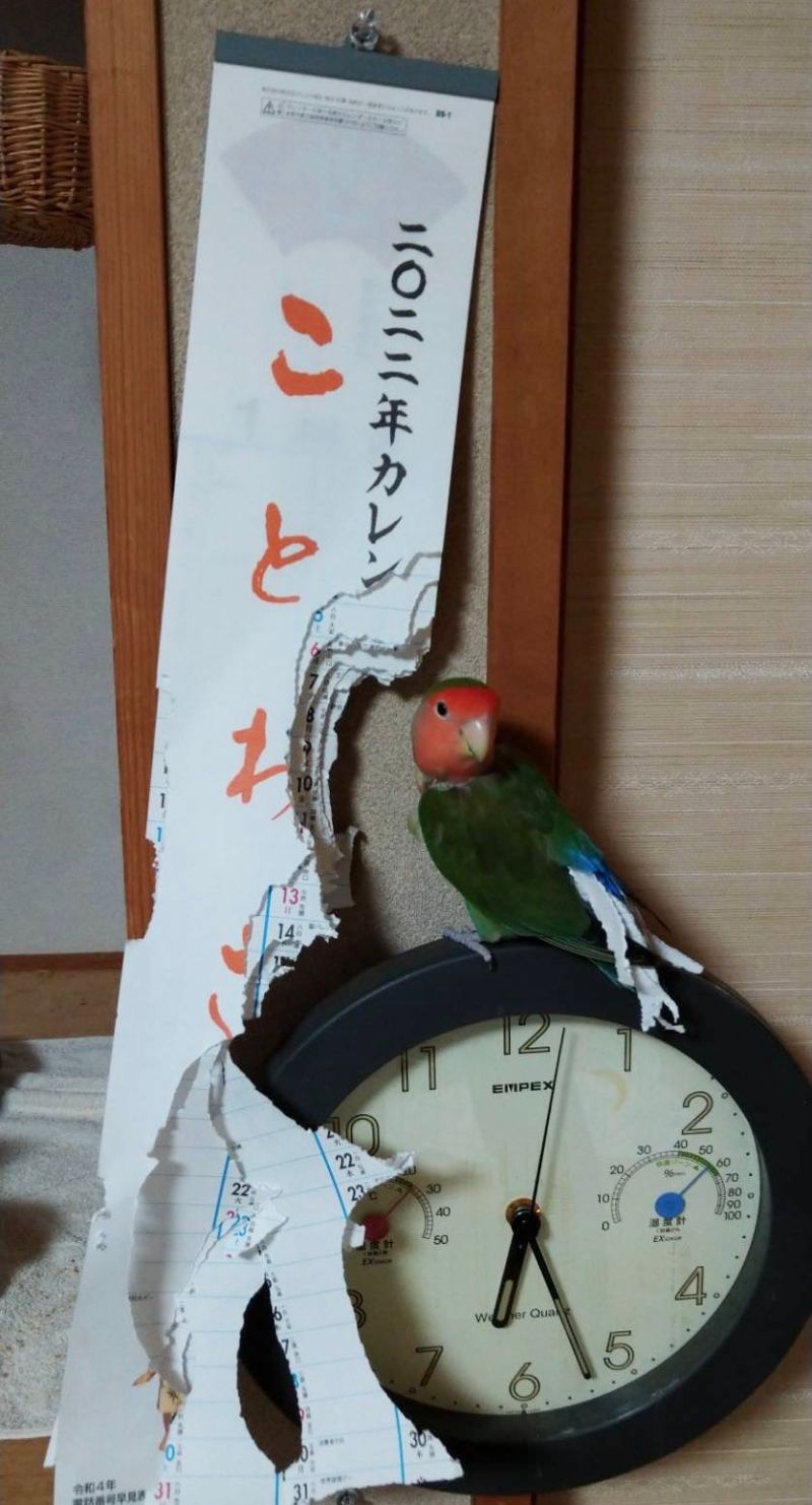 ▲紅面愛情鳥將推主2022的月曆一路撕到12月,看來牠認為2022也結束了。(圖/Twitter:ykk45moonlight)