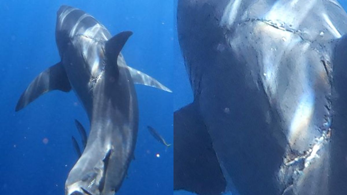 大白鯊身上出現「超巨大齒痕」！攝影師被震撼　真相曝光
