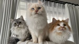 ▲推主家養得三隻貓咪。（圖／Twitter：potechi_nikki） 