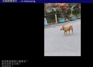 ▲網友在台東看到模樣奇怪的狗狗。（圖／翻攝自PTT）