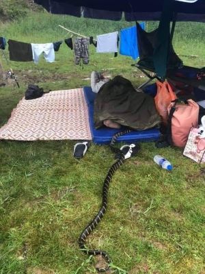 ▲男子在帳篷睡覺，突然出現一隻大蛇。（圖／翻攝自pexels、露營公社）