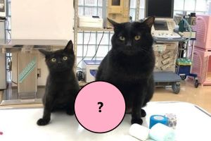 大小黑貓同步包傷口？眼神無奈加呆滯　網得知真相全笑了
