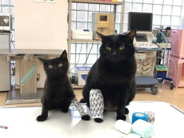 ▲日本一對大小黑貓的手臂同時被包繃帶，原來牠們是動物護理學系的系貓，沒有受傷，只是配合學生做包紮護理的演練！（圖／IG帳號anabuki.pets.fukuyama）