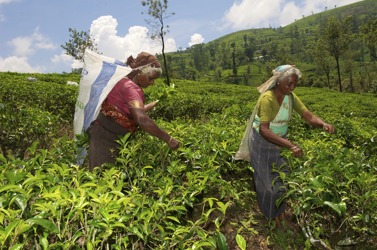 ▲斯里蘭卡以茶業聞名，近年卻因疫情，經濟陷入危機。 （圖／美聯社／達志影像）