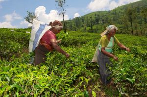 ▲斯里蘭卡以茶業聞名，近年卻因疫情，經濟陷入危機。（圖／美聯社／達志影像）