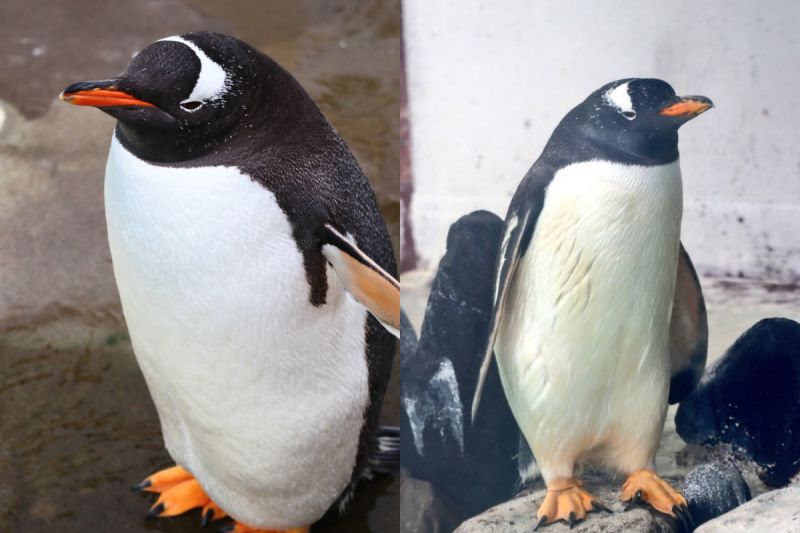 ▲推主相當喜愛企鵝，拍攝許多企鵝呆萌的照片。（圖／Twitter：wSUJLkdUmhXP5I6）