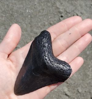 ▲Brayden在沙灘上撿到的石頭，後續證實為巨齒鯊的牙齒。（圖／截自ＷMBF NEWS）