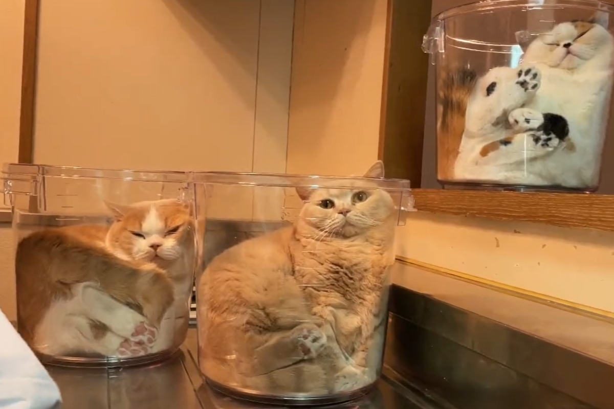 ▲媽媽洗碗時在洗手台旁放桶子，不久神奇變出三個「貓罐頭」。（圖／Twitter：jirosan77）
