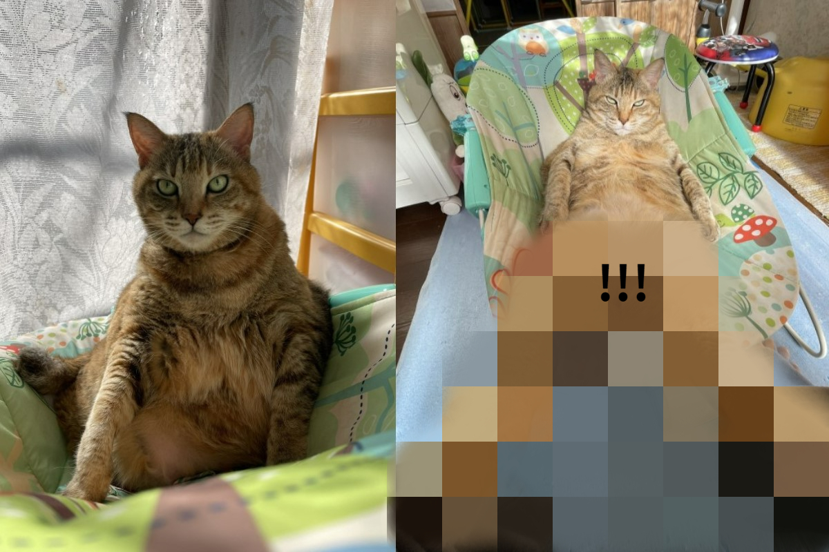 ▲日本一隻虎斑貓日前在嬰兒床上大秀長腿！（圖／twitter帳號shinnichi2021）