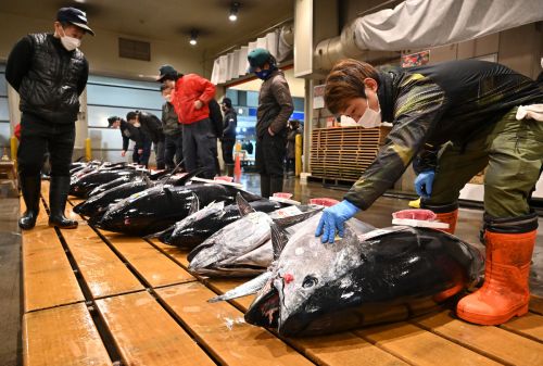 ▲日本東京都豐洲市場今天舉行新春首度競標，來自青森縣大間港的211公斤重黑鮪魚，以1688萬日圓（約新台幣400萬元）結標。（圖／美連社／達志影向）