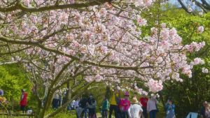 ▲2022五大花季相繼登場，假日、新年走春必逛。（圖／北市公園處提供）