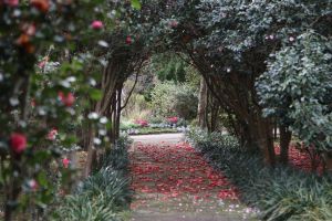 ▲台北茶花展的茶花隧道。（圖／北市公園處提供）