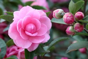 ▲今年將有茶花盆景搭上泰北國際雙語學校的藝術特展。(圖/北市公園處提供) ▲今年將有茶花盆景搭上泰北國際雙語學校的藝術特展。(圖/北市公園處提供)