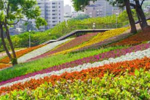 ▲三層崎花海。(圖/北市公園處提供) ▲三層崎花海。(圖/北市公園處提供)