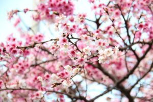 ▲樂活夜櫻季。(圖/北市公園處提供) ▲樂活夜櫻季。(圖/北市公園處提供)
