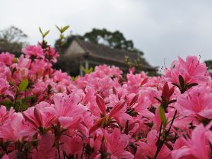 ▲陽明山花季。(圖/北市公園處提供) ▲陽明山花季。(圖/北市公園處提供)