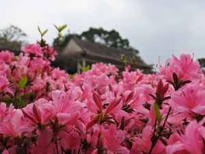 ▲陽明山花季。（圖／北市公園處提供）