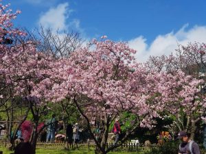 ▲陽明山花季。(圖/北市公園處提供) ▲每年櫻花盛開之際都吸引民眾熱情跟風賞櫻,其中像是嘉義的阿里山鄉、台中的武陵農場、南投小半天石馬公園、台北的陽明山等等,都是賞櫻好去處。突圍陽明山花季。(資料圖/北市公園處提供)