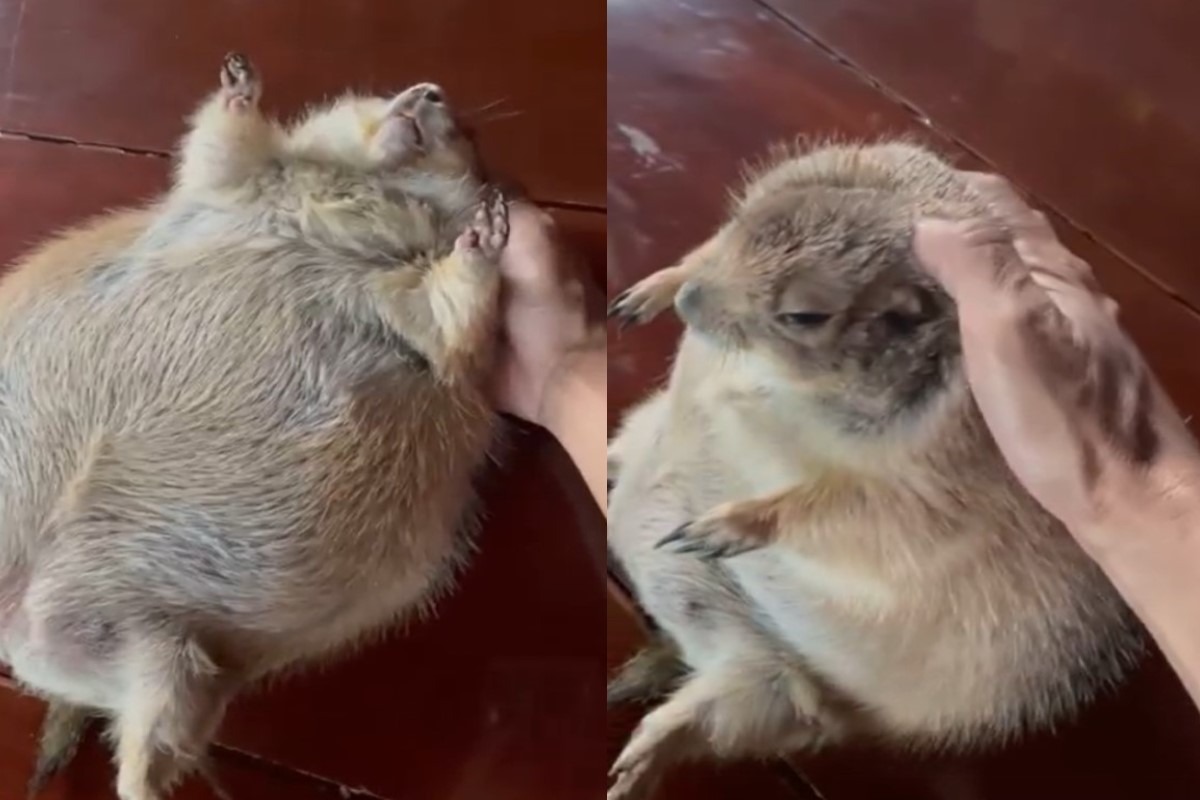 ▲泰國一隻草原土撥鼠被媽媽「強迫運動」減重。（圖／翻攝自臉書帳號สมใจ สุขวงษ์）