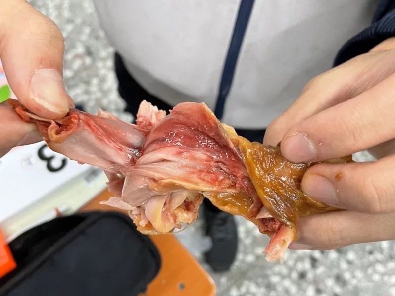 ▲宜蘭黎明國小與中華國中提供學生的營養午餐，出現雞腿未烤熟的狀況，導致34位學生吃了後身體不適。（圖／中華國中提供）
