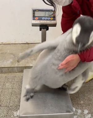 企鵝寶寶:趁現在衝啊!!!;飼育員:不要啊~~(攔)(圖/Twitter:aws_official) ▲企鵝寶寶:趁現在衝啊!!!;飼育員:不要啊~~(攔)(圖/Twitter:aws_official)