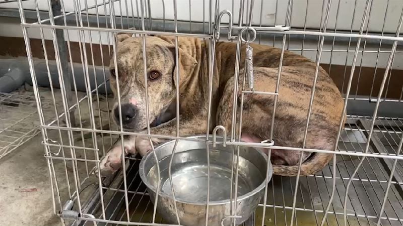 ▲新竹一隻混種比特犬,6日衝進民宅中,把家貓活活咬死。(圖/翻攝畫面)