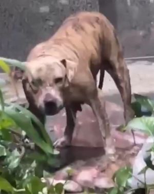 比特犬 ▲新竹一隻混種比特犬,6日衝進民宅中,把家貓活活咬死。(圖/翻攝畫面)