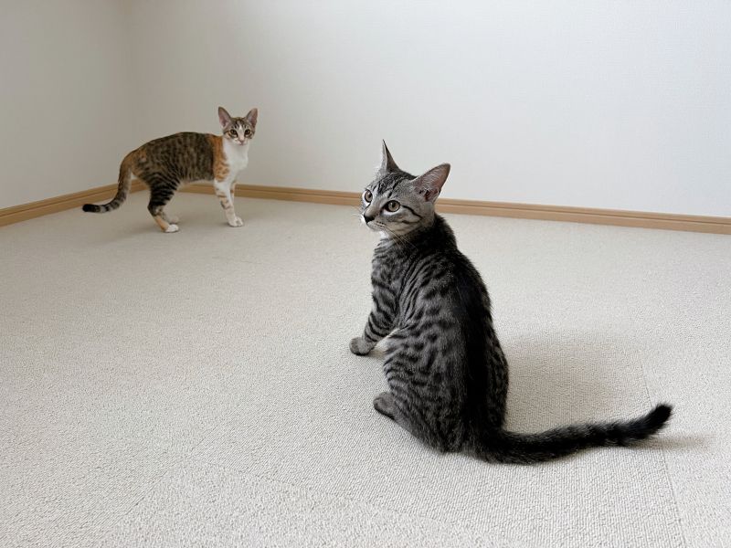 ▲推主收養了這對貓姐弟，灰色的虎斑貓是弟弟。（圖／Twitter：totomaru_hanmi） 