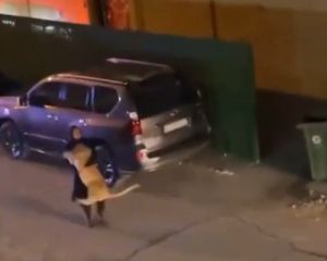 人類一把抱住獅子往回走。(圖/TiKTok:xtassy) ▲人類一把抱住獅子往回走。(圖/TiKTok:xtassy)