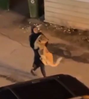 獅子並不想乖乖被帶走,不停掙扎、揮動大爪。(圖/TiKTok:xtassy) ▲獅子並不想乖乖被帶走,不停掙扎、揮動大爪。(圖/TiKTok:xtassy)