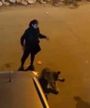 獅子:你嚇壞我了!讓我坐嚇靜靜!(圖/TiKTok:xtassy) ▲獅子:你嚇壞我了!讓我坐嚇靜靜!(圖/TiKTok:xtassy)