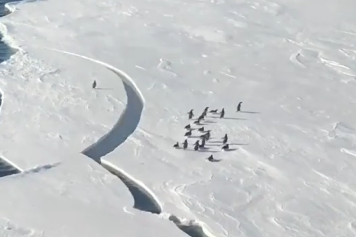 ▲南極的冰層突然裂開，在上頭的企鵝邁小短腿狂奔，同伴岸邊都在幫忙加油。（圖／Instagram：derik_munson） 