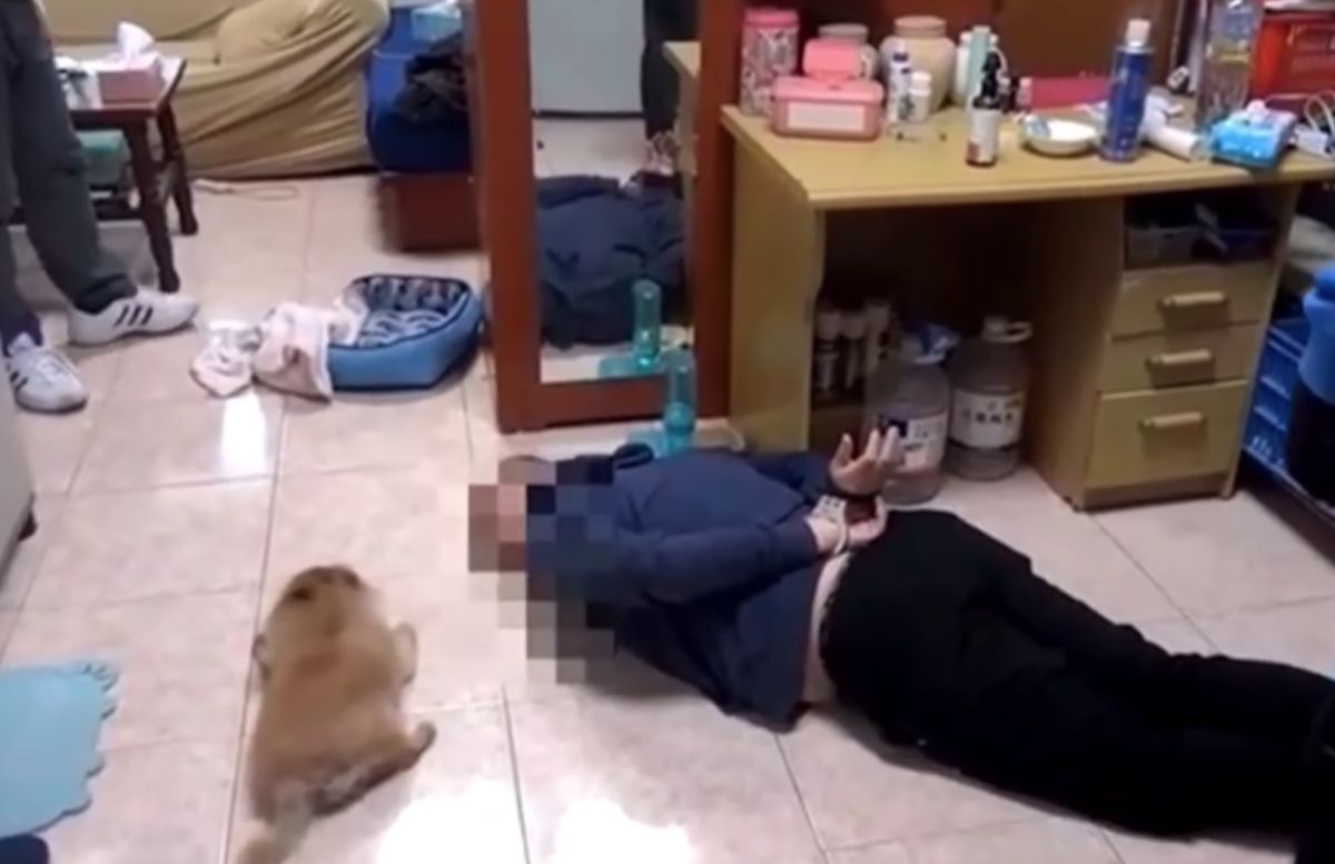 狗隨主人!警逮毒犯喝「趴下」 忠犬跟著四肢貼地不敢動