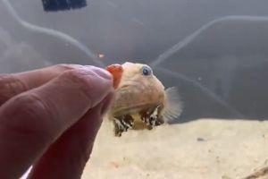 眼裡都是食物！氣球魚「被勾魂式」跟著游：快點給我啦
