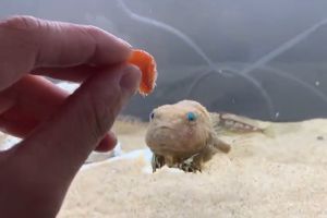 氣球魚:哇!是蝦蝦耶!(眼睛發光)(圖/Twitter:B_microphyllum) ▲氣球魚:哇!是蝦蝦耶!(眼睛發光)(圖/Twitter:B_microphyllum)