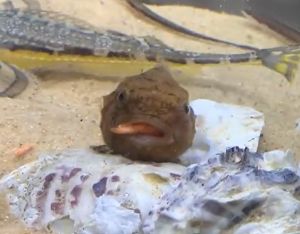 最後魚魚吃到蝦子後非常滿足,咻一下就吸進嘴巴裡。(圖/Twitter:B_microphyllum) ▲最後魚魚吃到蝦子後非常滿足,咻一下就吸進嘴巴裡。(圖/Twitter:B_microphyllum)