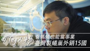 Tag人物／養螞蟻也能當事業  臺灣製蟻巢外銷15國
