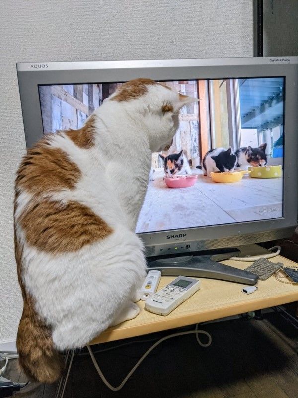 ▲貪吃的Shobobo連看到其他貓咪在吃飯，也會緊緊盯著。（圖／twitter帳號tatatano129）
