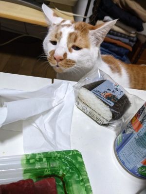 桌上有食物!貓咪眼神極度哀怨皺眉斜眼凝視:不分一口? ▲這天Shobobo發現奴才在桌上放了飯糰與肉,立刻奔過來哀怨地看著……(圖/twitter帳號tatatano129)