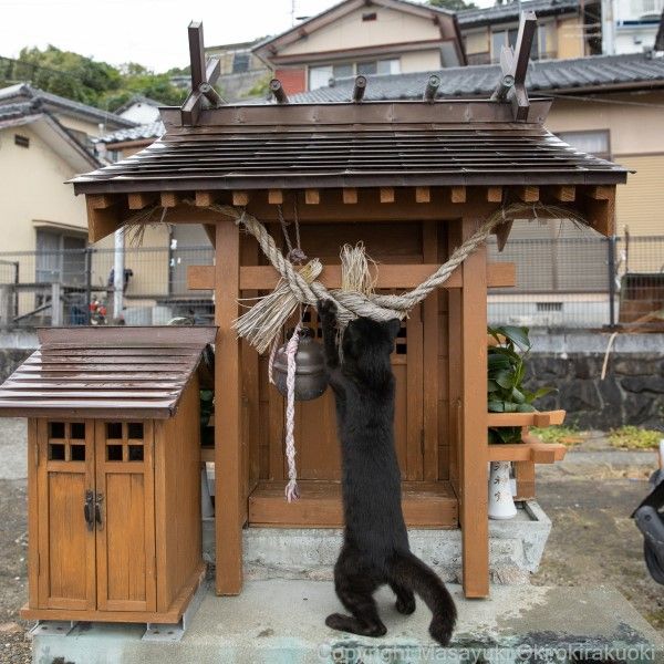 ▲攝影師沖昌之日前目睹一隻小黑貓在地區小神社前玩注連繩，看起來就像是在幫忙大掃除！（圖／twitter帳號okirakuoki）