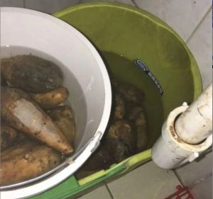 ▲超商店長用拖把桶浸泡地瓜引發爭議,眾人做噁,但也有人質疑爆料造假。(圖/翻攝Dcard) ▲超商店長用拖把桶浸泡地瓜引發爭議,眾人做噁,但也有人質疑爆料造假。(圖/翻攝Dcard)