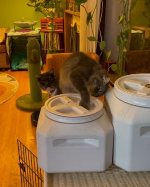 貓:你忘記餵我是不是?那我自己來!!(狂轉)(圖/TiKTok:fosterpetsofsac) ▲貓:你忘記餵我是不是?那我自己來!!(狂轉)(圖/TiKTok:fosterpetsofsac)