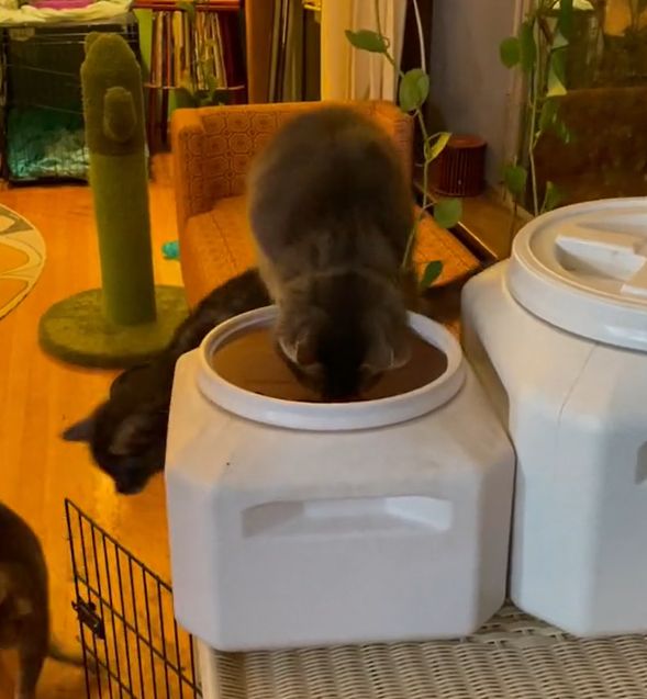 ▲貓貓用類似DJ刷碟的動作，順利打開飼料桶的蓋子。（圖／TiKTok：fosterpetsofsac）