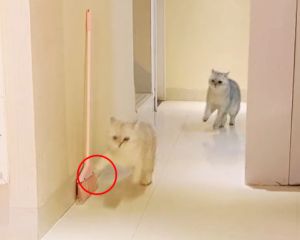 牠伸出手手觸發陷阱。(圖/TiKTok:zeng_7999) ▲牠伸出手手觸發陷阱。(圖/TiKTok:zeng_7999)