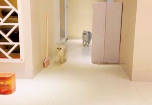 兩隻貓咪在家裡追逐嬉戲,淺毛貓看到旁邊有一支掃把。(圖/TiKTok:zeng_7999) ▲兩隻貓咪在家裡追逐嬉戲,淺毛貓看到旁邊有一支掃把。(圖/TiKTok:zeng_7999)