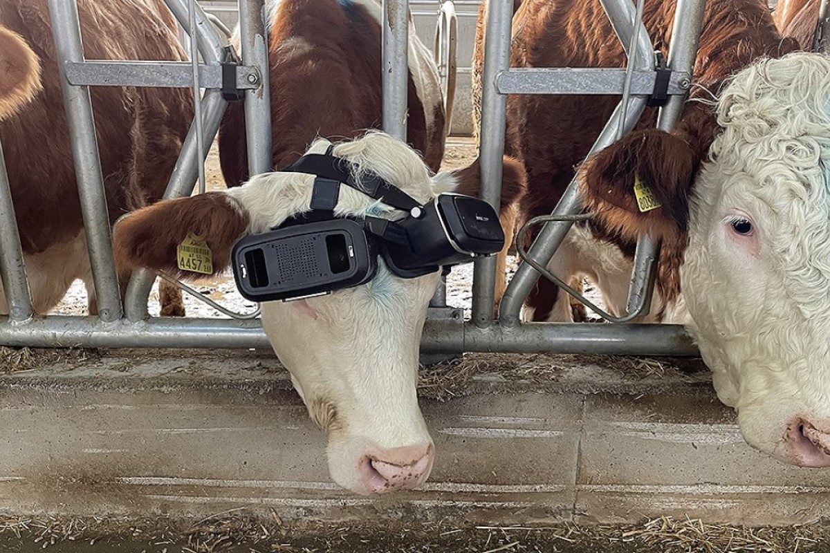 ▲為增加產量，農夫竟給牛牛戴VR放鬆，實驗結果出爐超驚人。（圖／截自《Anadolu Ajansı》）