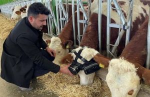 ▲農夫Izzet Kocak利用VR技術，讓奶牛認為自己在戶外而感到快樂，進而生產更多牛奶。（圖／截自《Anadolu Ajansı》）