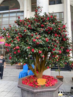 春節來台中賞花走春     逾600盆身價上億山茶花同台競艷
